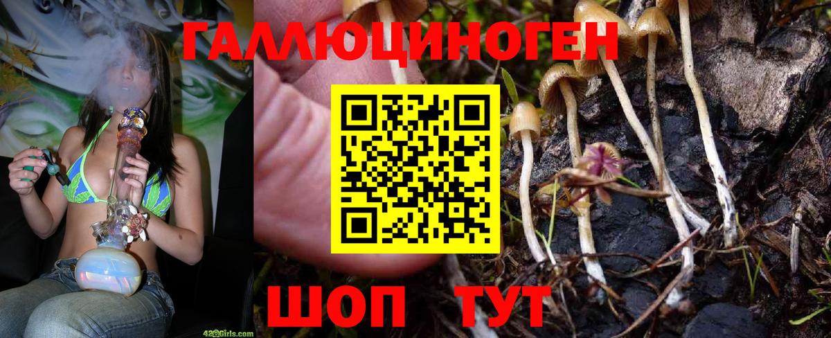 Галлюциногенные грибы Psilocybine cubensis  Вход с VPN  Курск  где купить наркотик  Галлюциногенные грибы Magic Shrooms 