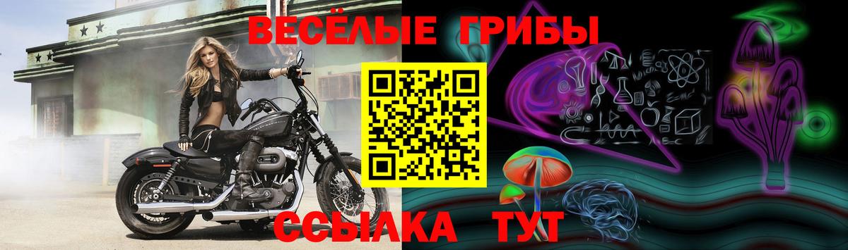 Псилоцибиновые грибы мицелий Курск